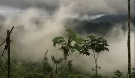 This is why they call it the cloudforest