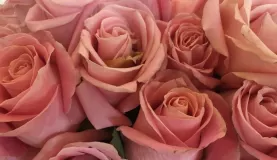 Roses - one of Ecuador's main exports
