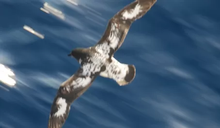 An albatross cruising by the ship