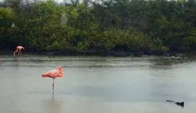 Only about 200 flamingos in the Galapagos, and I saw 2 of them! Along with an iguana