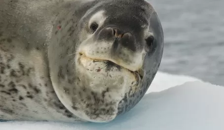 A seal says hello