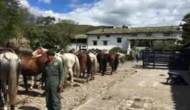 Prepping the horses for an excursion!