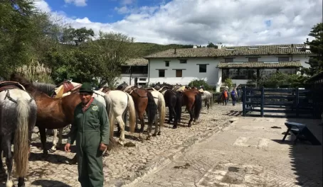 Prepping the horses for an excursion!