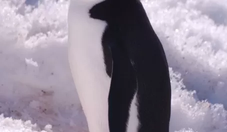 a chinstrap penguin