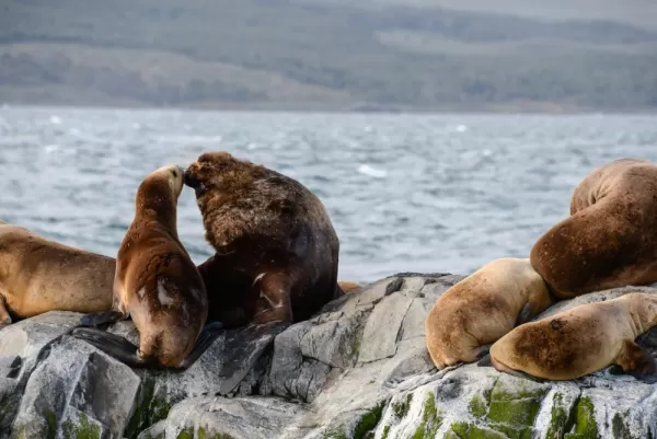 Kissing Sea Lions on the Beagle Channel