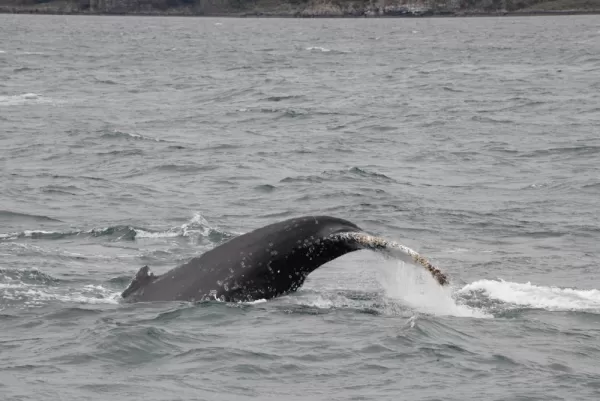 Rare humpback whale sighting on the Beagle Channel