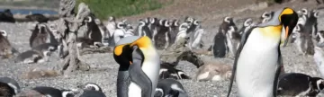 Lucky we saw King Penguins on Martillo Island!
