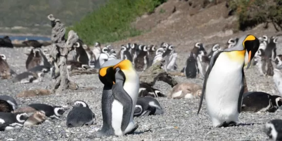 Lucky we saw King Penguins on Martillo Island!