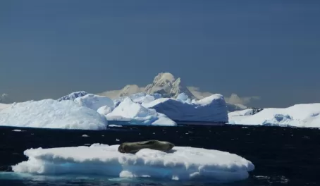 A seal resting on an iceberg