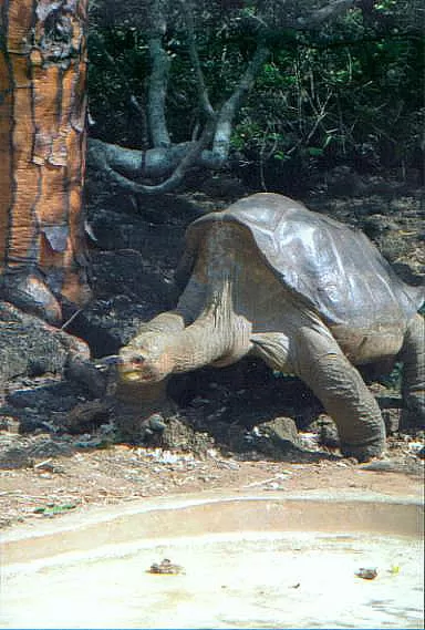 The late Lonesome George - tortoise on Galapagos Islands, Ecuador.