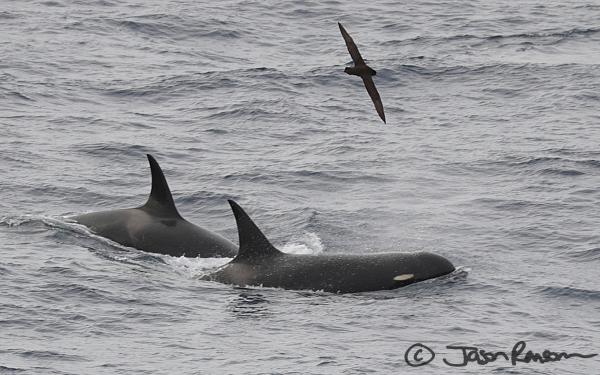 Amazing capture of my orca friends on the Drake by Jason!