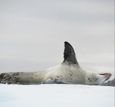 What's up, leopard seal. Don't eat me.