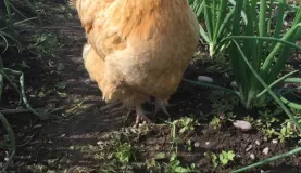 Clucky inspecting our work