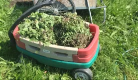 Wheelbarrows full of weeds
