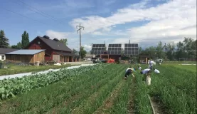 Adlifers pull weeds between rows of onions