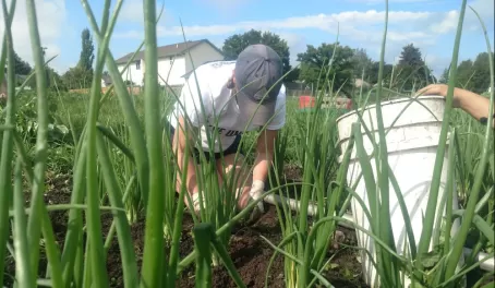 We worked in a bed of onion plants, clearing them of weeds