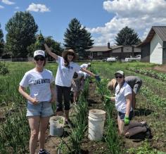The afternoon team takes on the onion fields