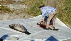 Seal flensing demonstration, Kangaamiut