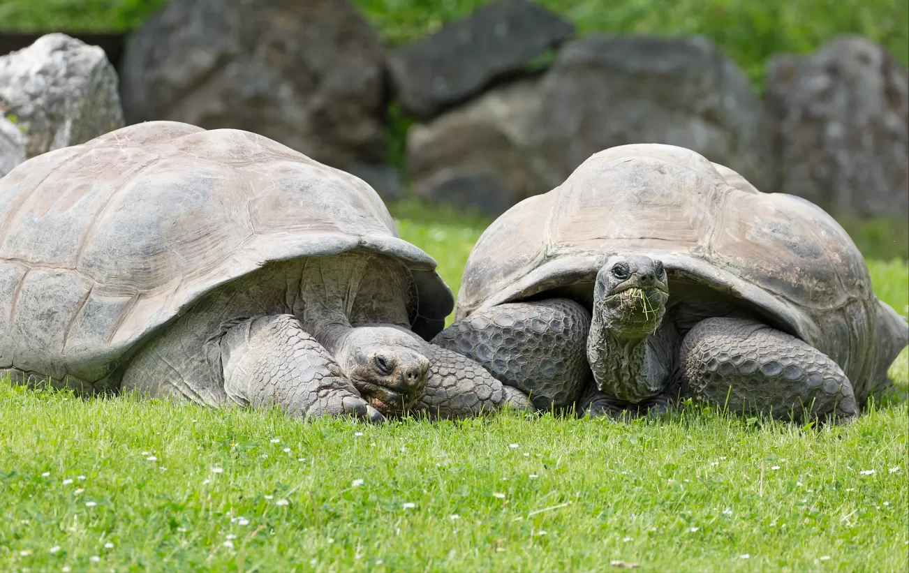 Giant tortoises in the Galapagos
