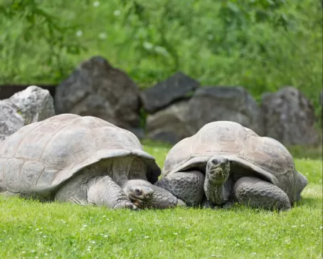 Giant tortoises in the Galapagos