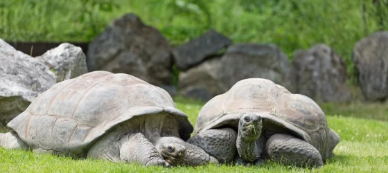 Giant tortoises in the Galapagos