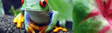 Wildlife of Costa Rica - colorful tree frog