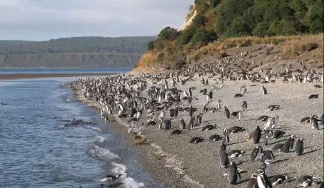 Penguins on the coast