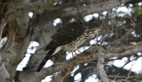 Hawk in a tree