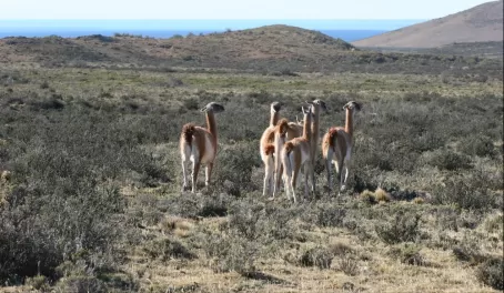 A group of wild guanacos