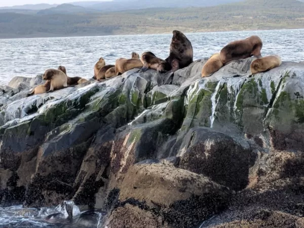 Seals in the Beagle Channel
