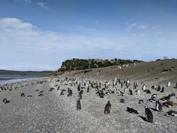 Martillo Island penguins!