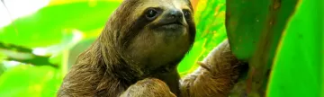 A sloth smiles from the forest canopy