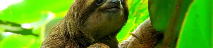 A sloth smiles from the forest canopy