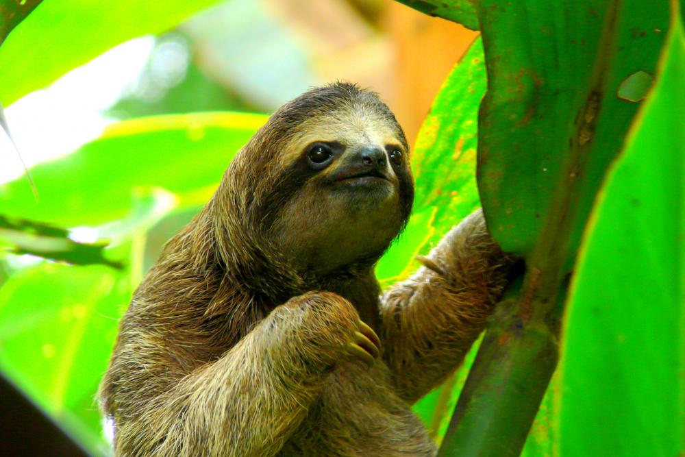 10 Best Costa Rica Tours Vacations Adventures For 2020 By