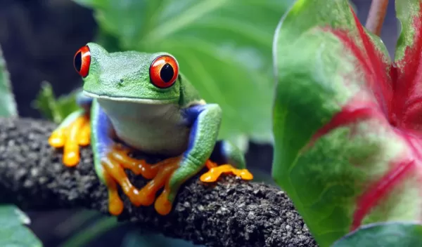 Colorful tree frogs of Costa Rica