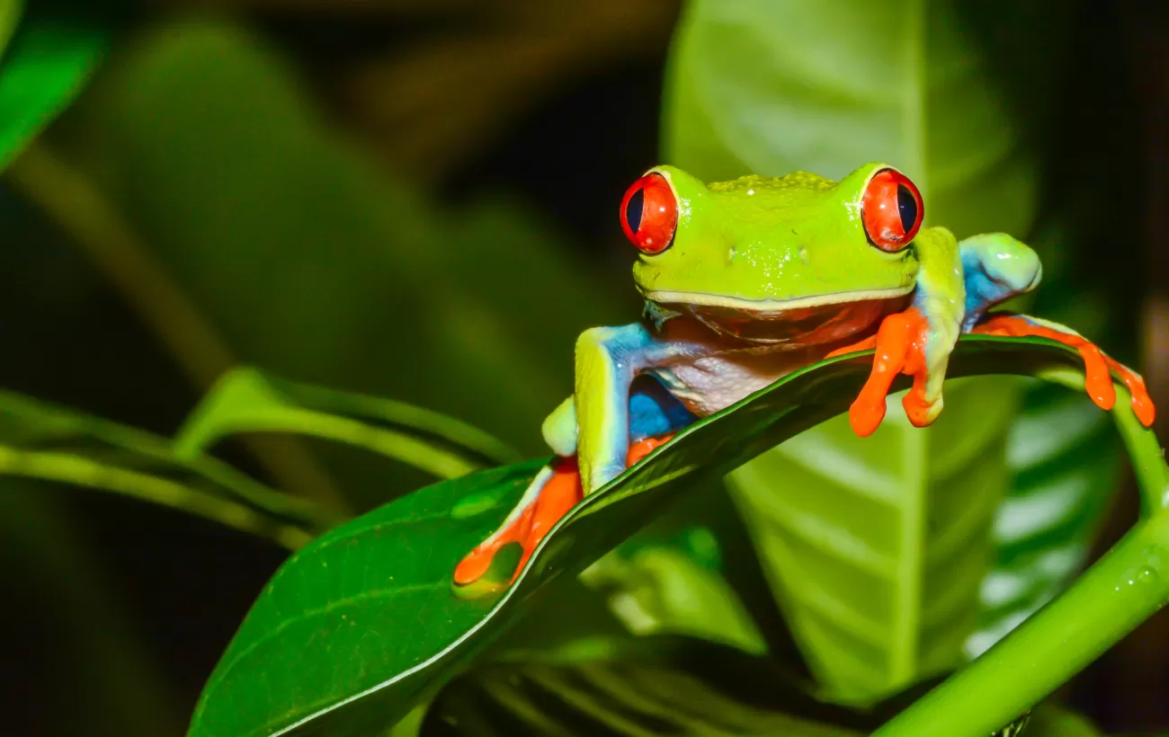 Colorful tree frog of Costa Rica