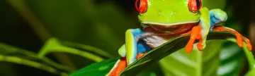 Colorful tree frog of Costa Rica