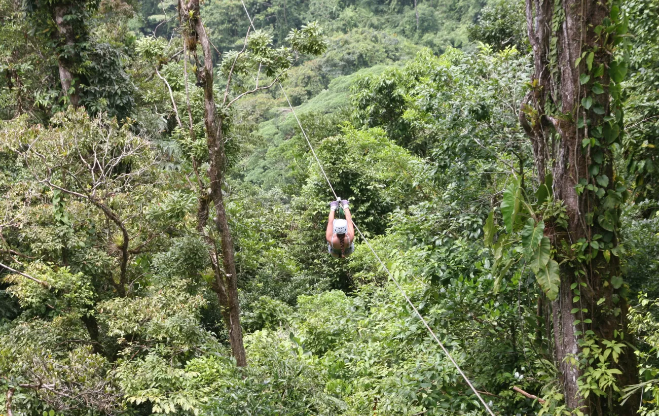 Zipline through the rainforest canopy