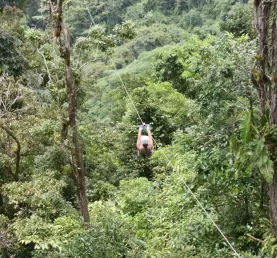 Zipline through the rainforest canopy