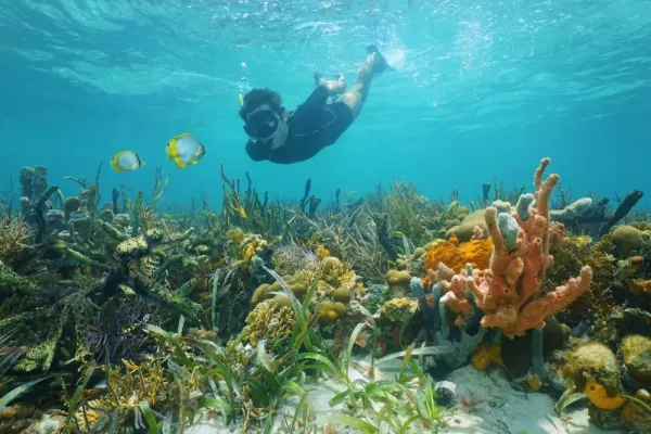 Snorkeling over coral reefs in the Caribbean
