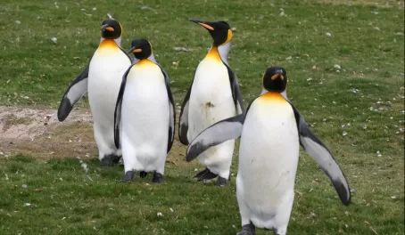 Emperor penguins on the grass