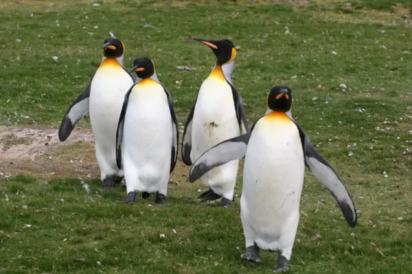 Emperor penguins on the grass