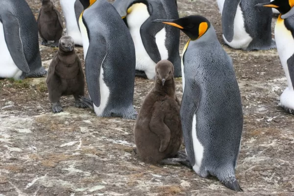 Emperor penguin colony
