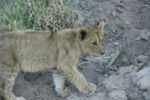 Lion Cub Thornybush Reserve