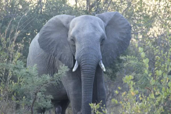Elepant at Thornybush Reserve
