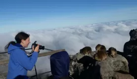 Admiring Dussys (rock hyrax) on Table Mountain