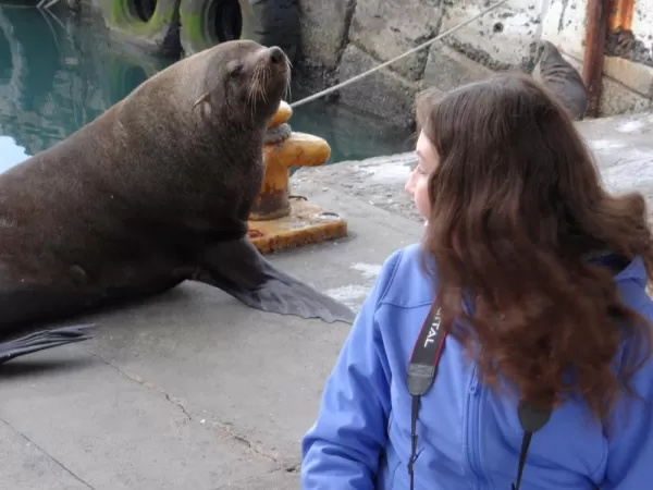 Fur Sea Lion along Cape Peninsula