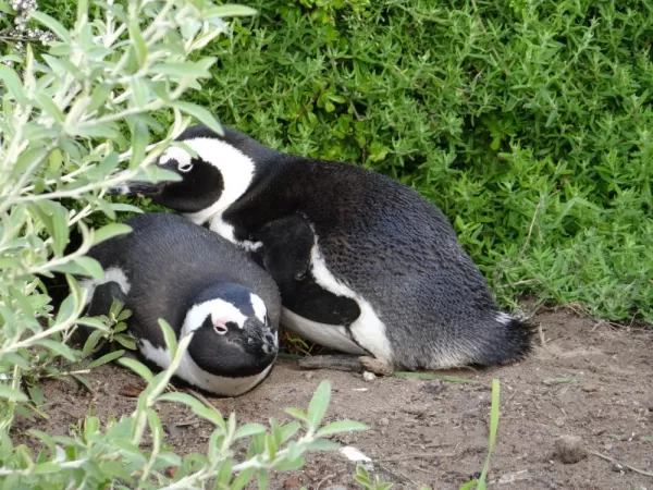 South African Penguins Cape Peninsula