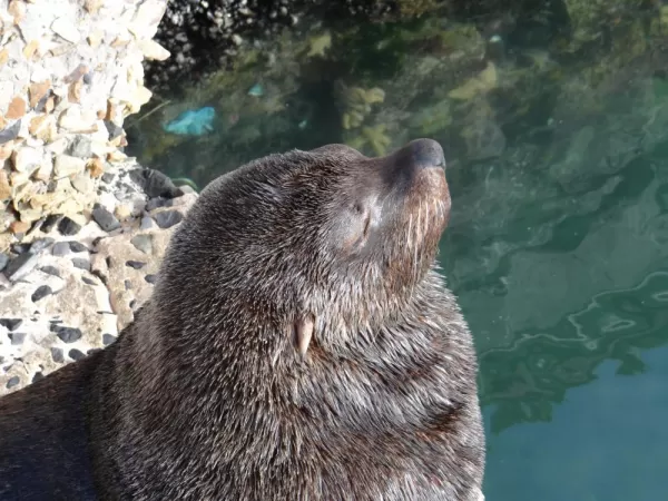 Fur Sea Lion along Cape Peninsula