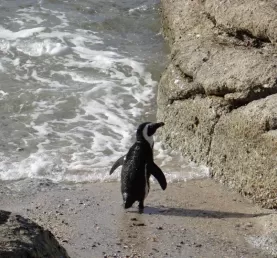 South African Penguin Cape Peninsula
